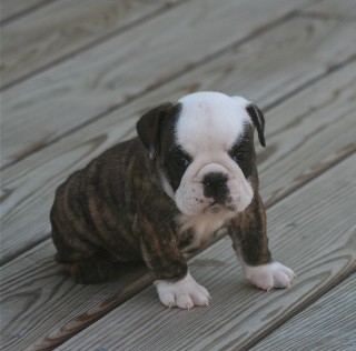 Graceland Kennels, French Bulldogs, English Bulldogs and Toy/Mini ...